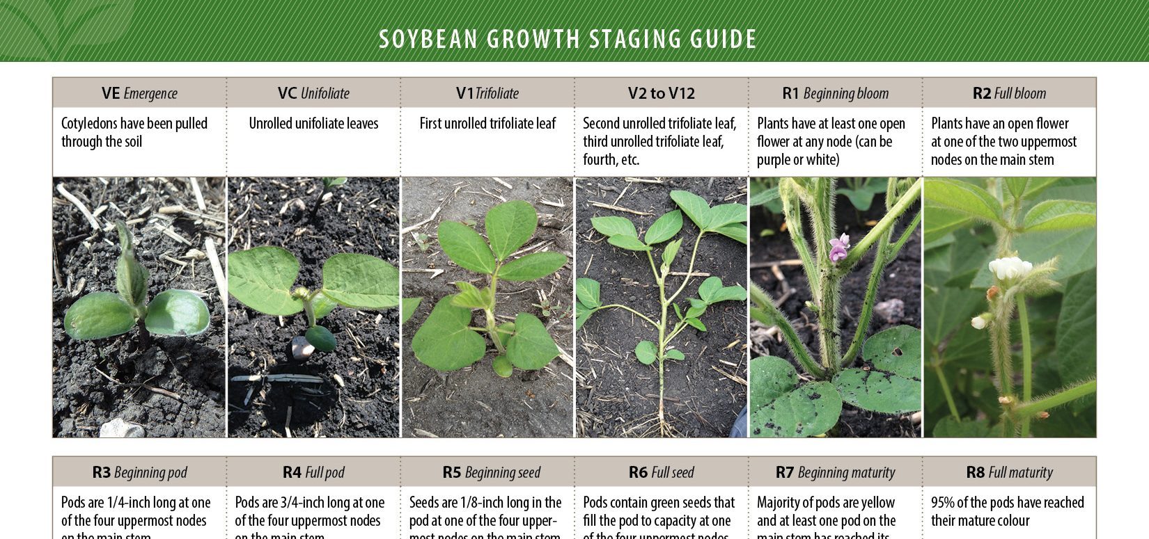 Soybean Growth Staging Guide