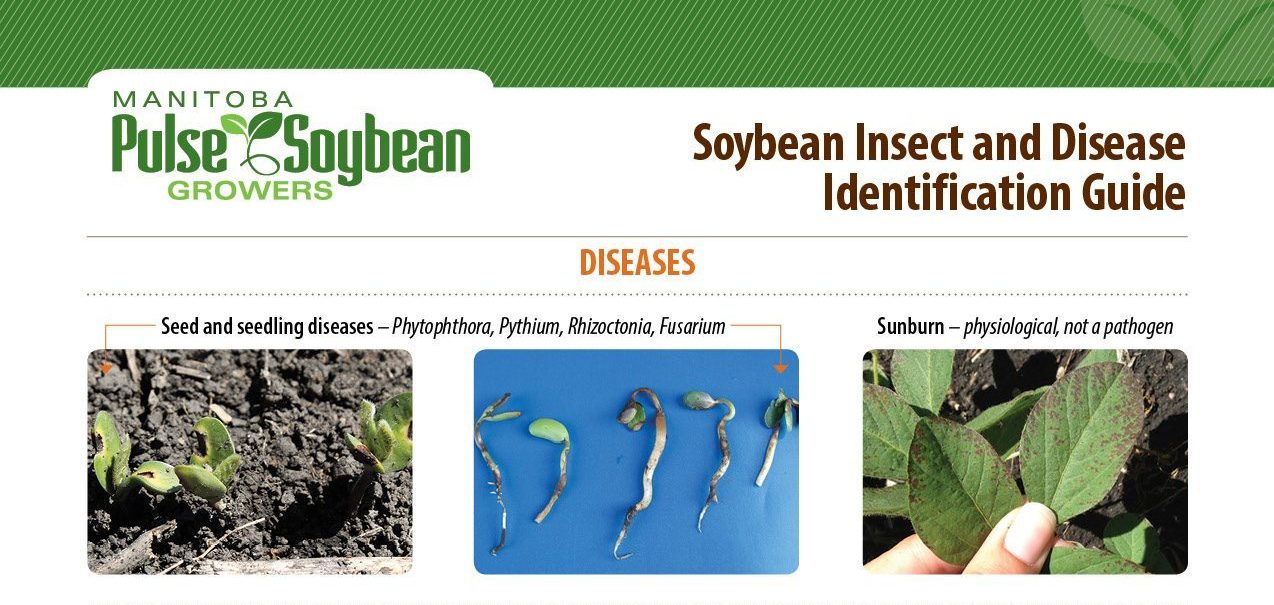 Soybean Insect and Disease Identification Guide