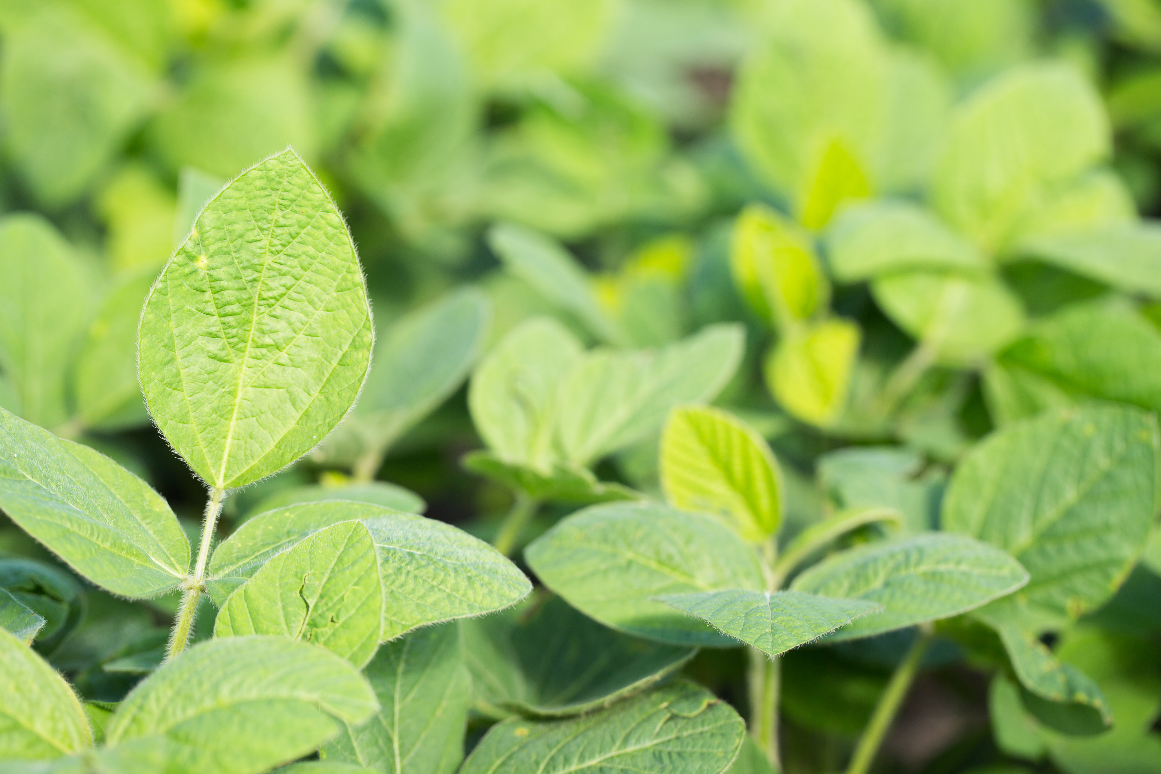 Soybeans – Good for Lowering Greenhouse Gas Emissions