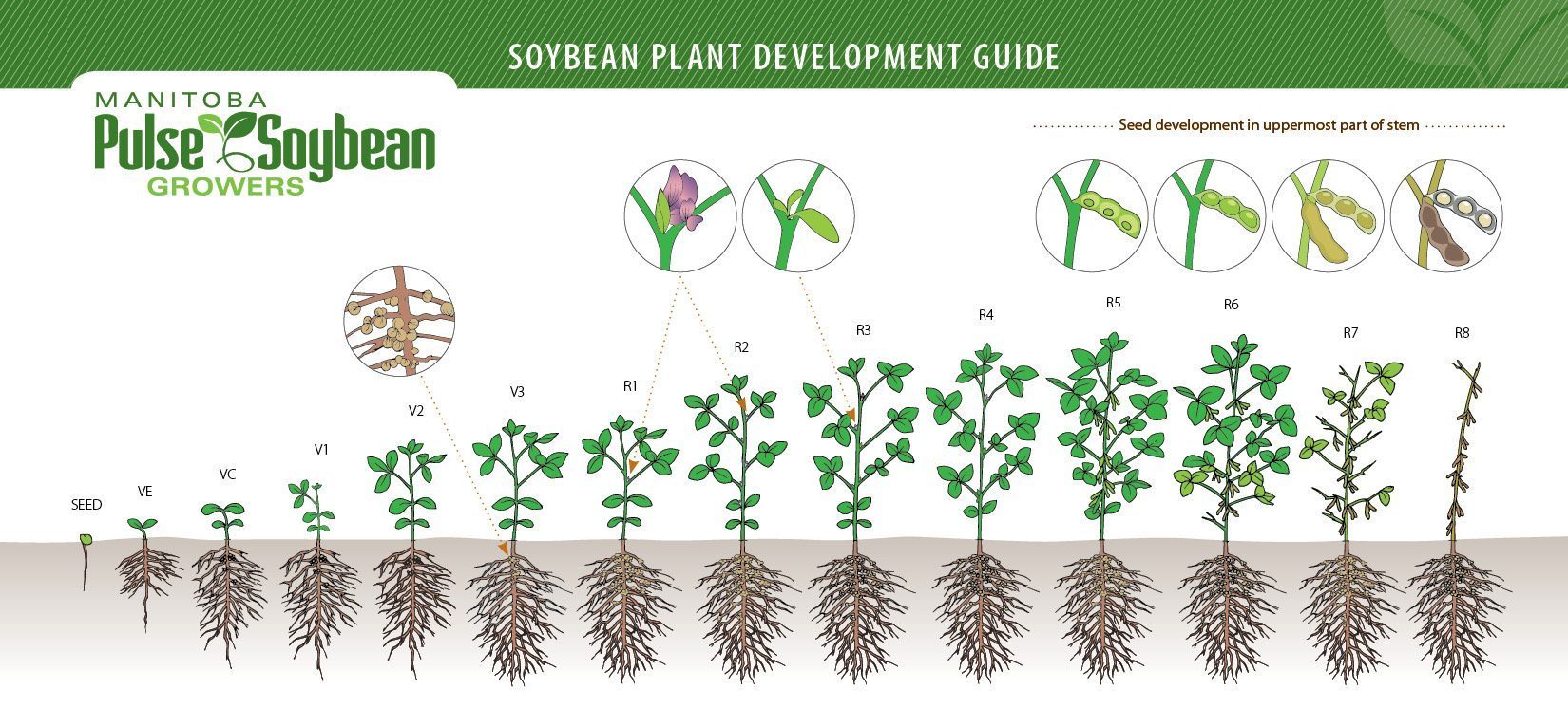 Soybean Plant Development Guide