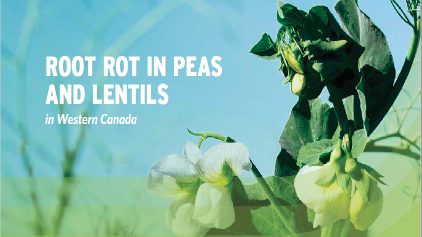 Root Rot in Peas and Lentils
