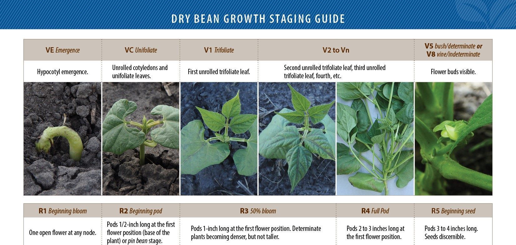 Dry Bean Growth Staging Guide