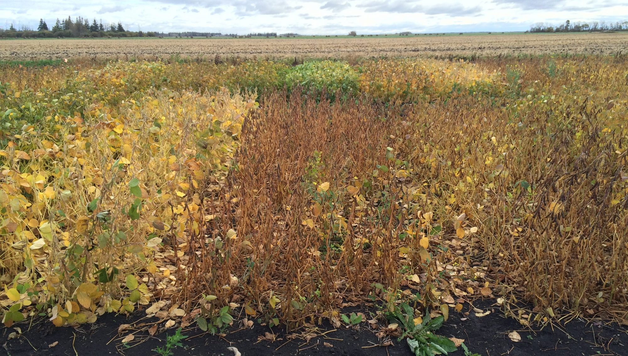 Yield and Maturity of Late-Seeded Soybeans in Manitoba