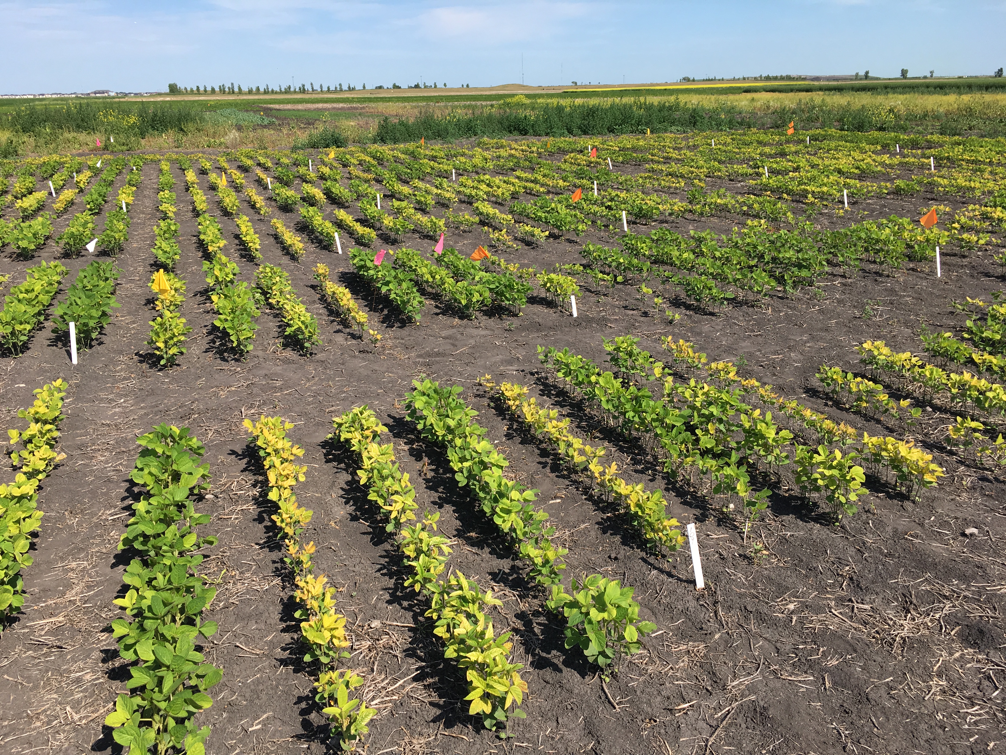 Yield Impact of Yellow Soybeans and Management Strategies