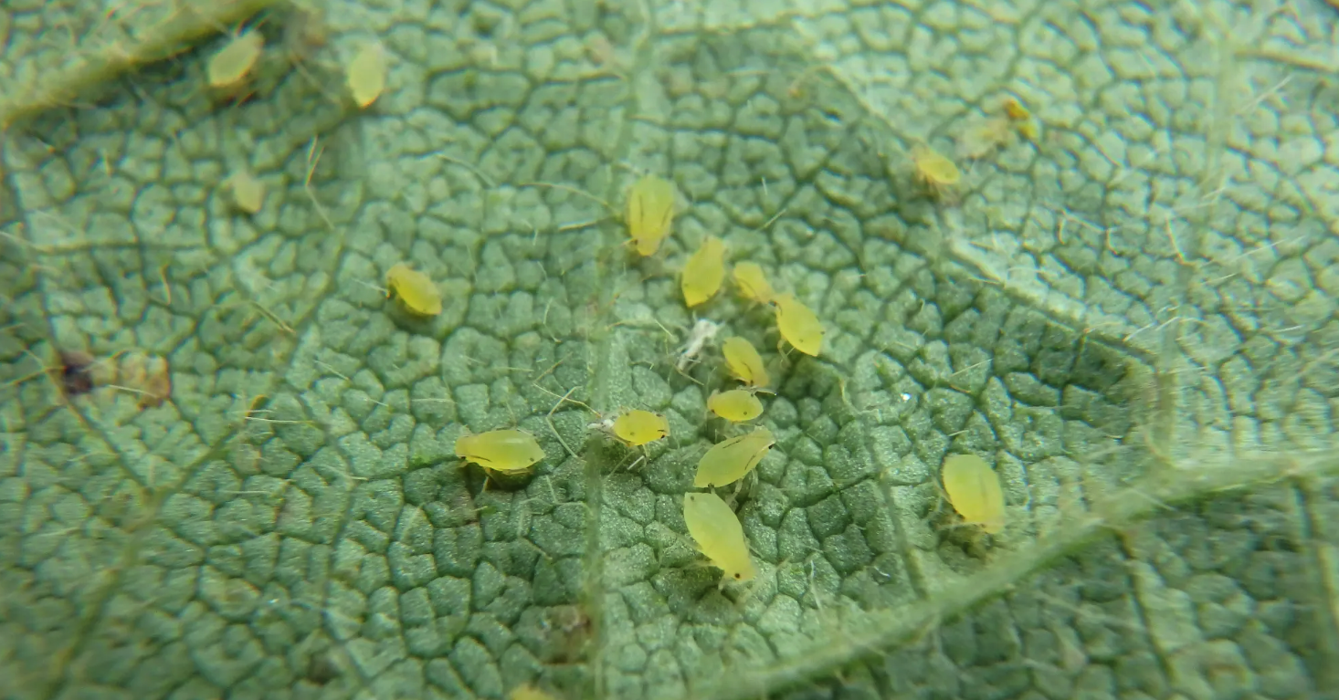 Soybean Aphids: Identification, Scouting and Management