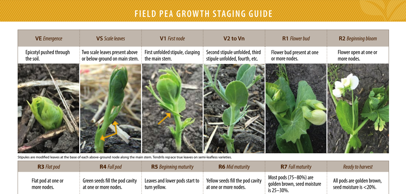 Field Pea Growth Staging Guide