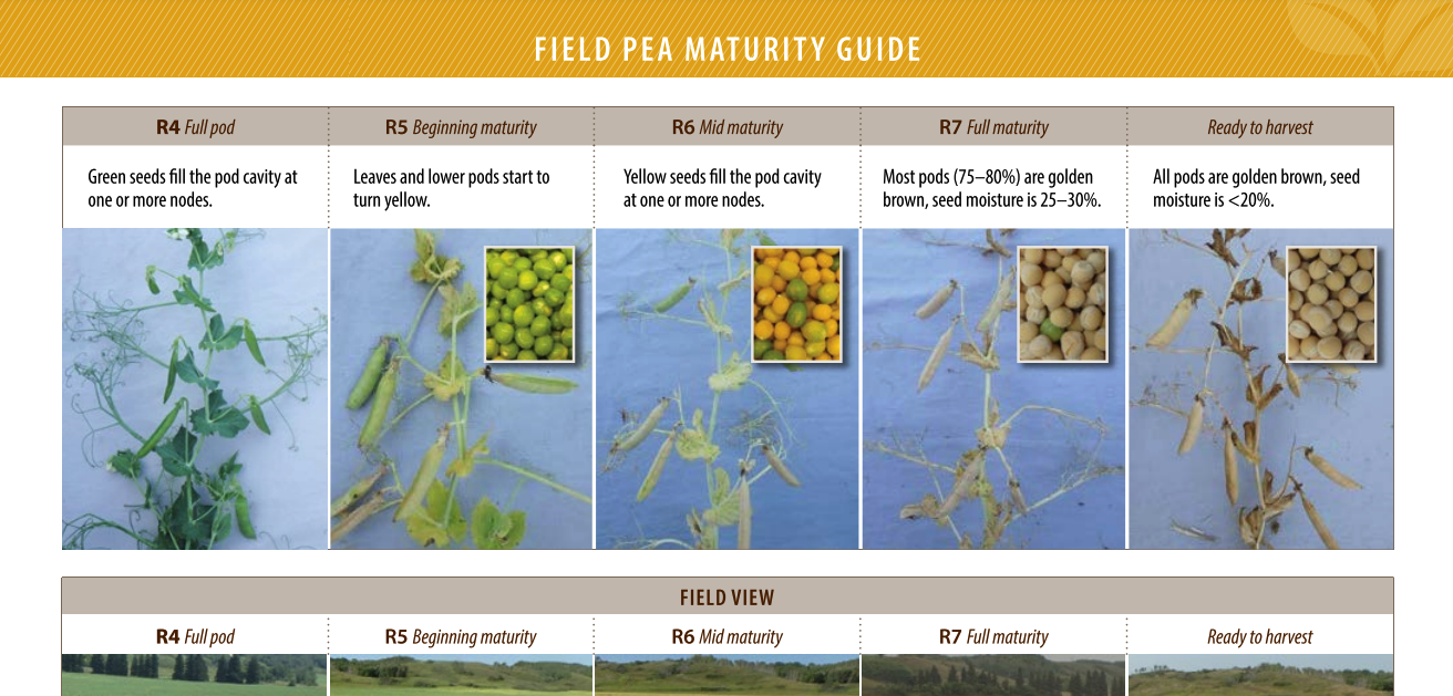 Field Pea Maturity Guide