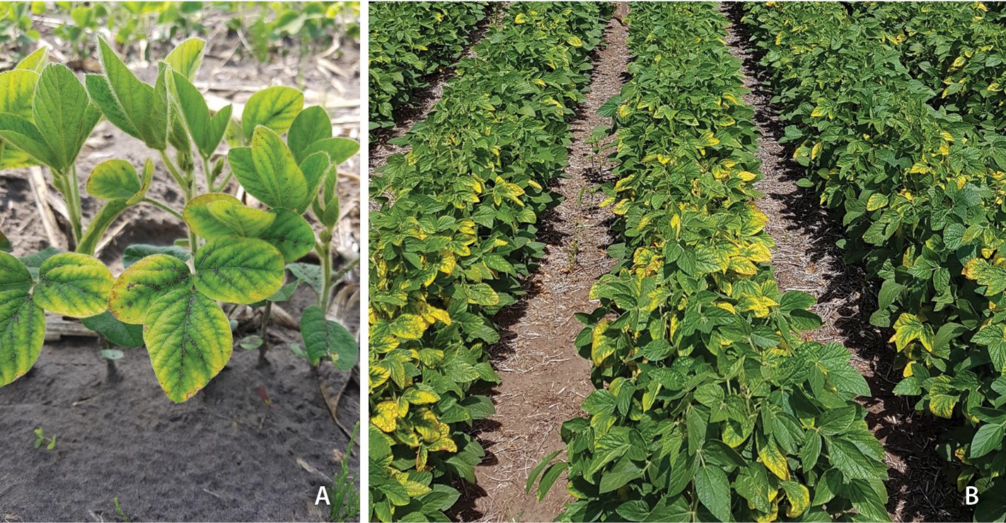 Preliminary Results of Potassium Management of Soybean Production in Manitoba