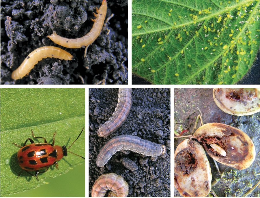 Risk Assessment of Wireworms in Manitoba Fields