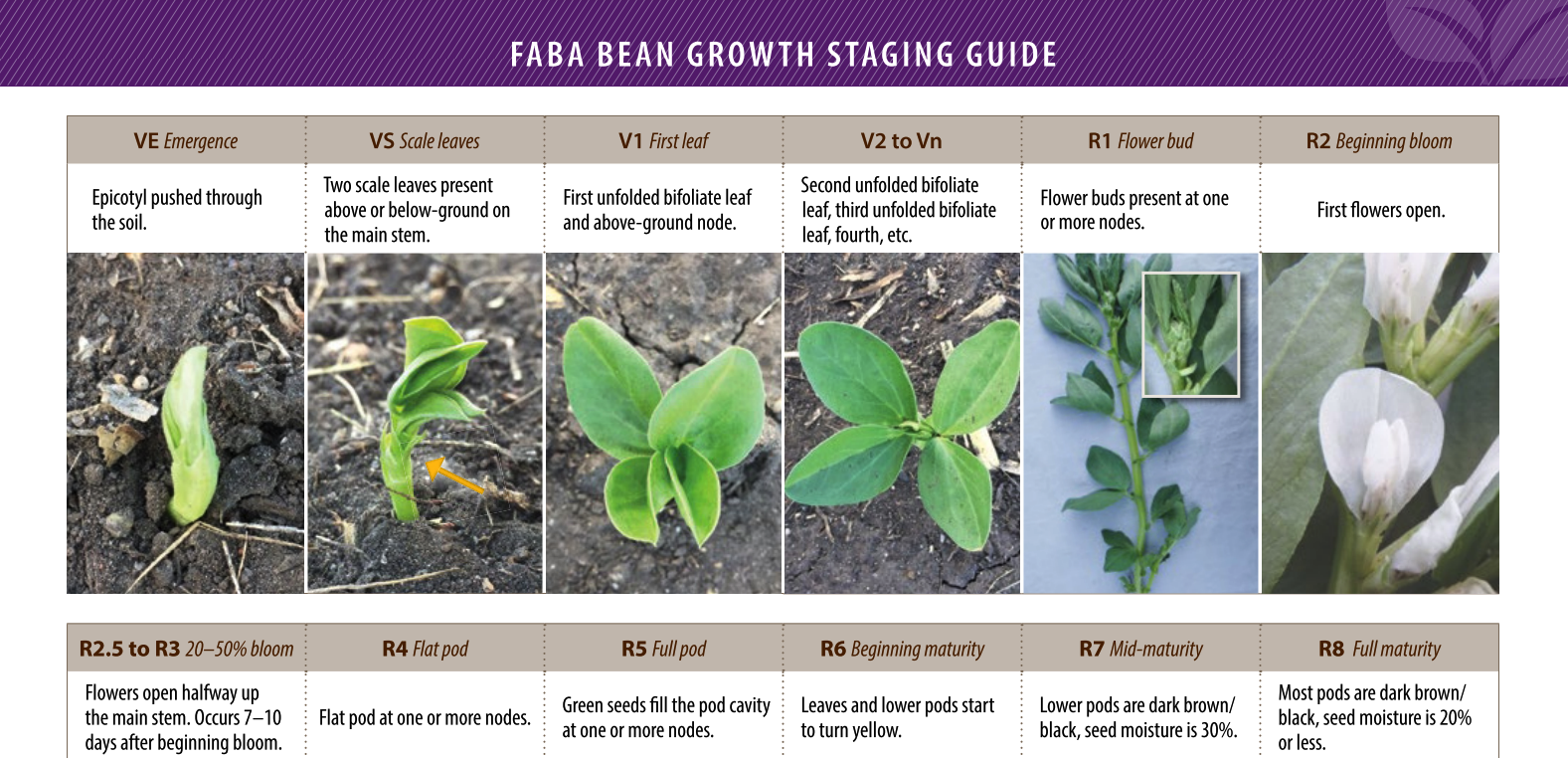 Faba Bean Growth Staging Guide