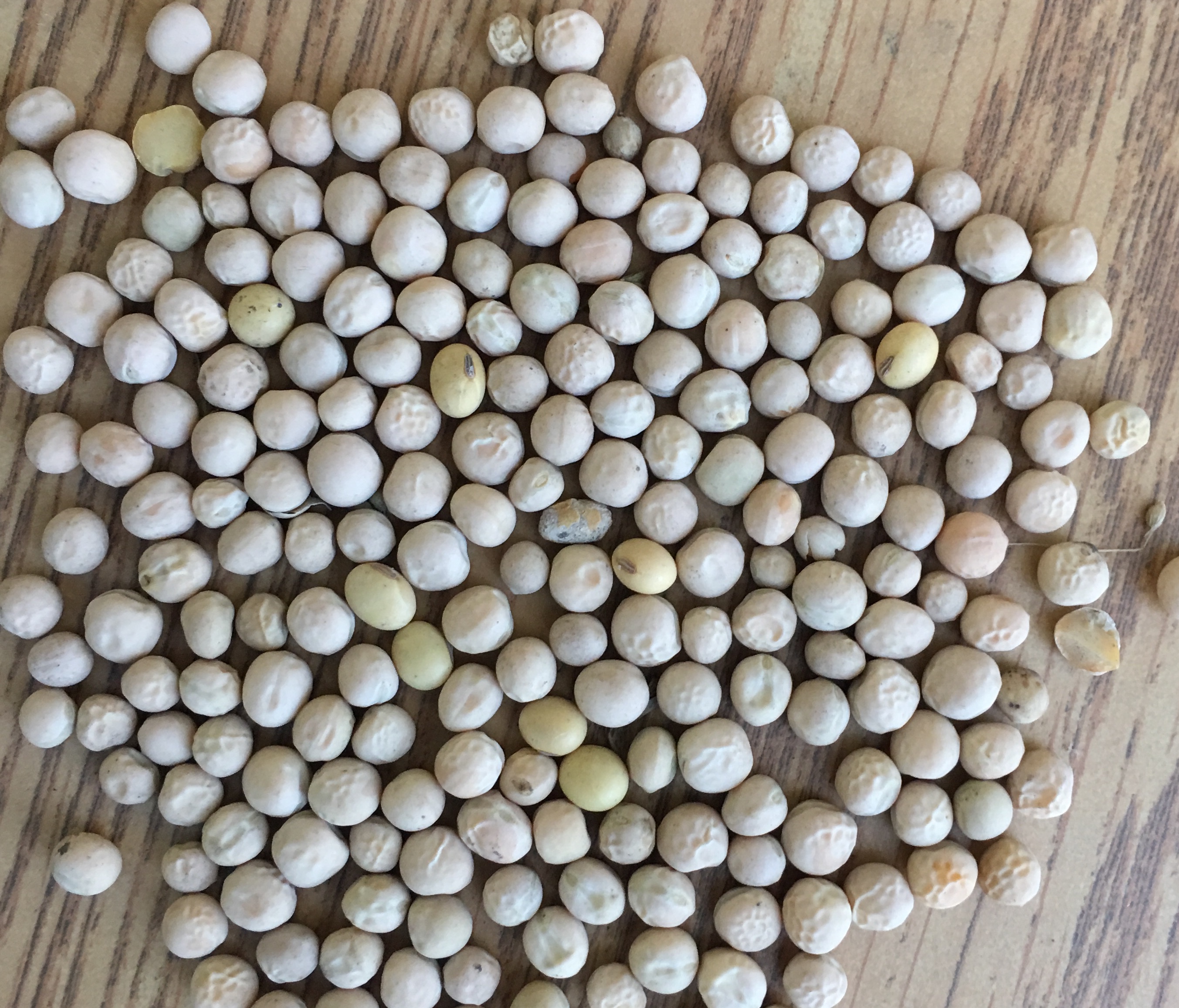 Combine Cleanout: How to reduce the risk of soybeans in your field peas