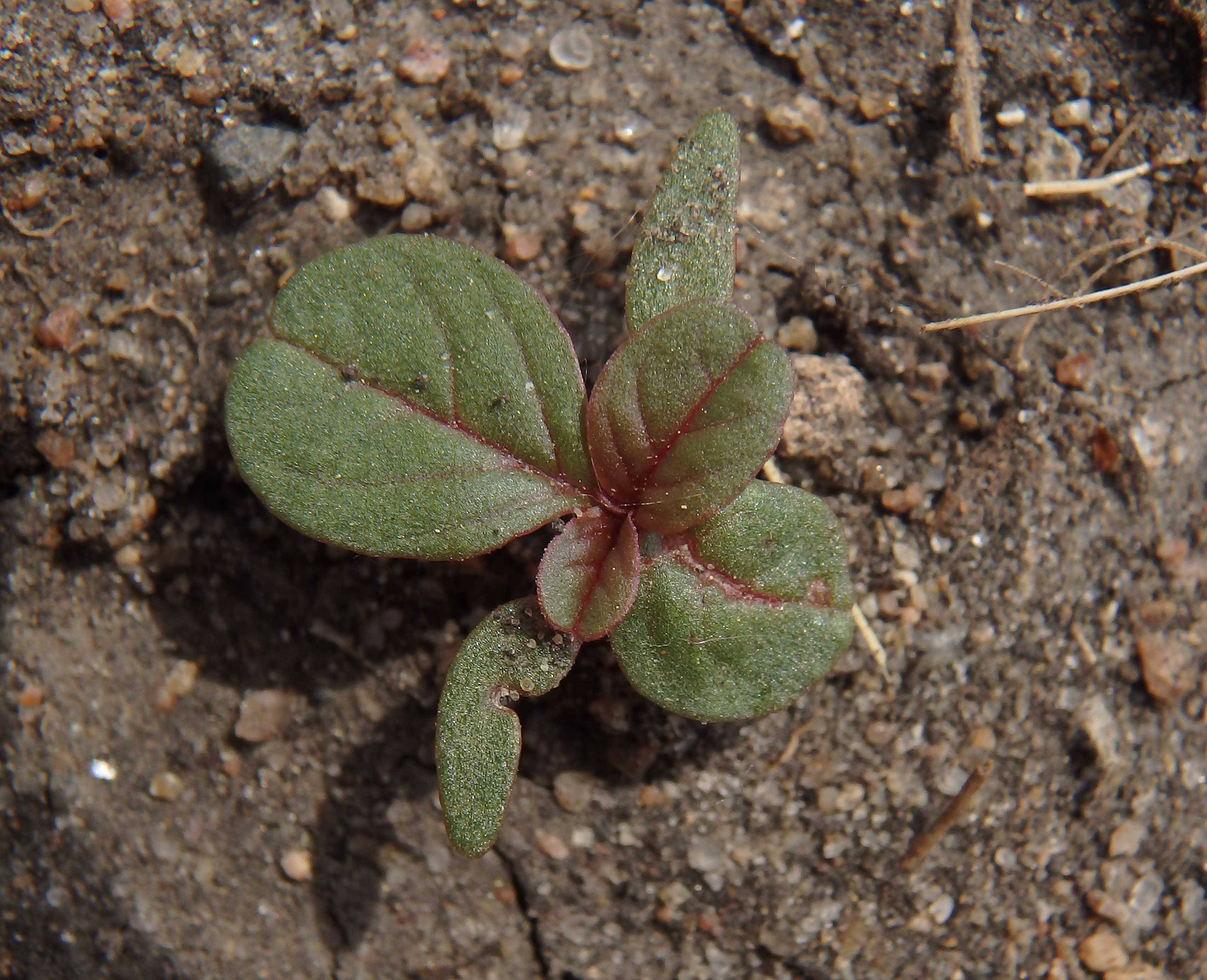 Herbicide-Resistant Weeds