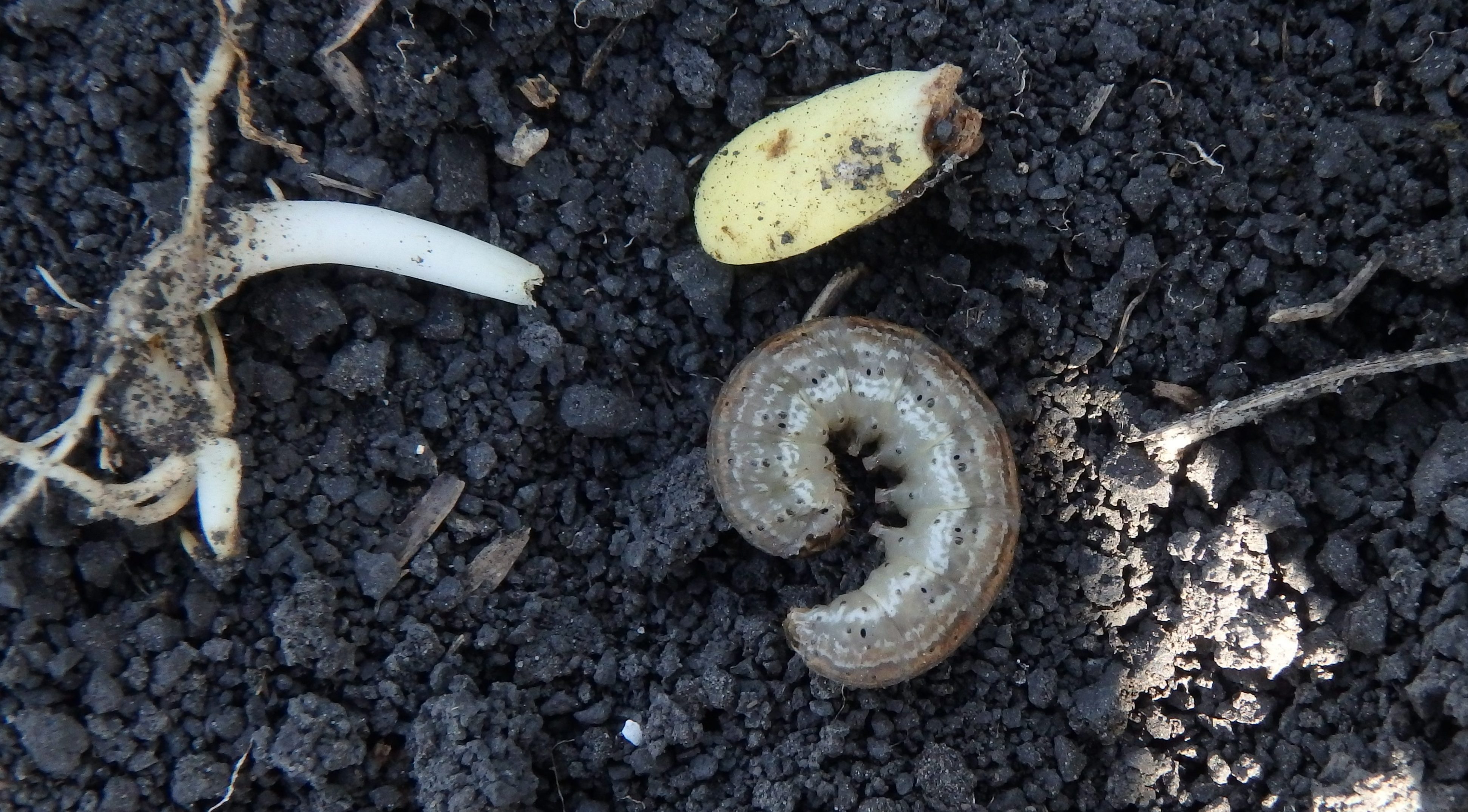 Cutworms in Pulse and Soybean Crops