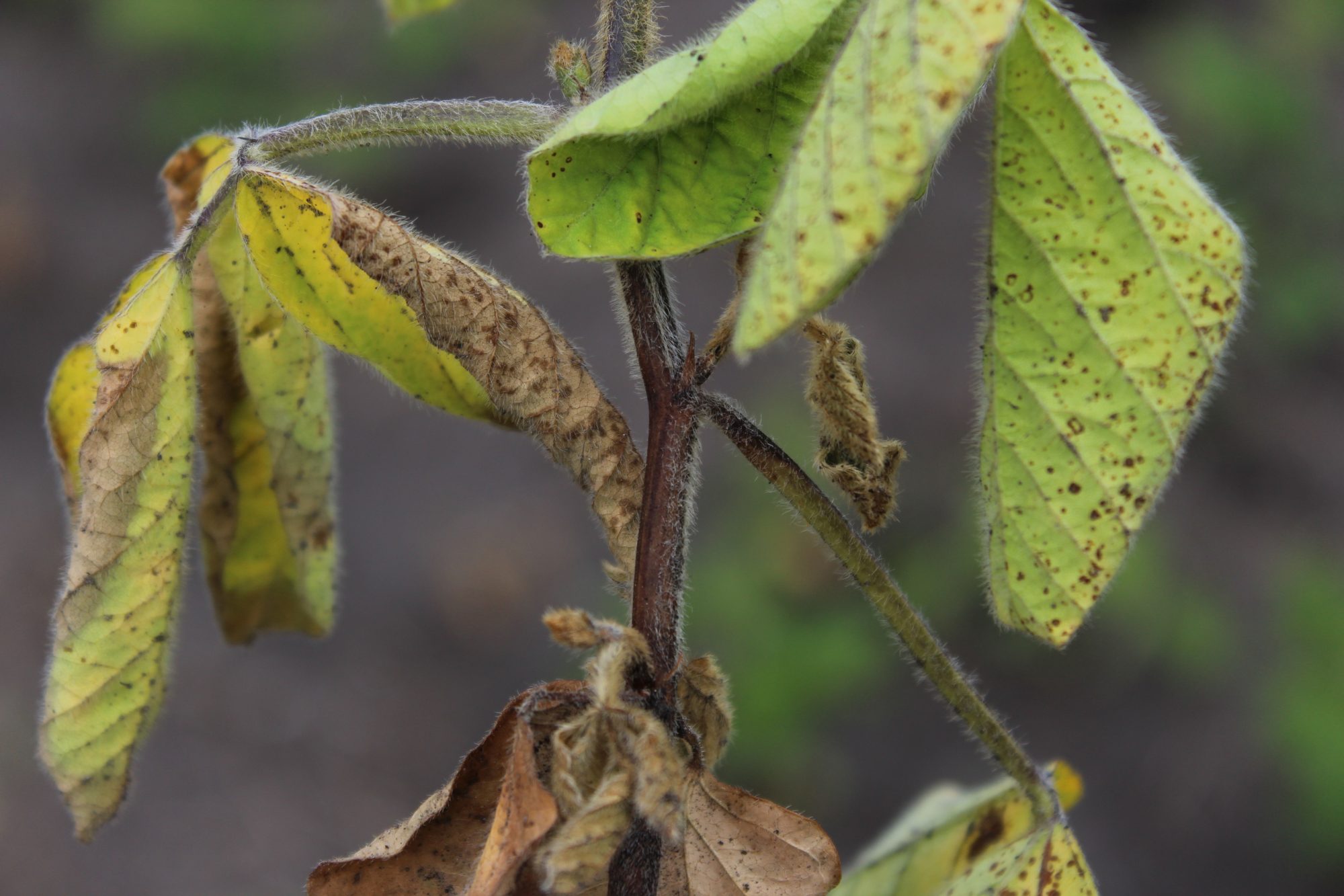 Resistance to Phytophthora Root and Stem Rot in Soybean
