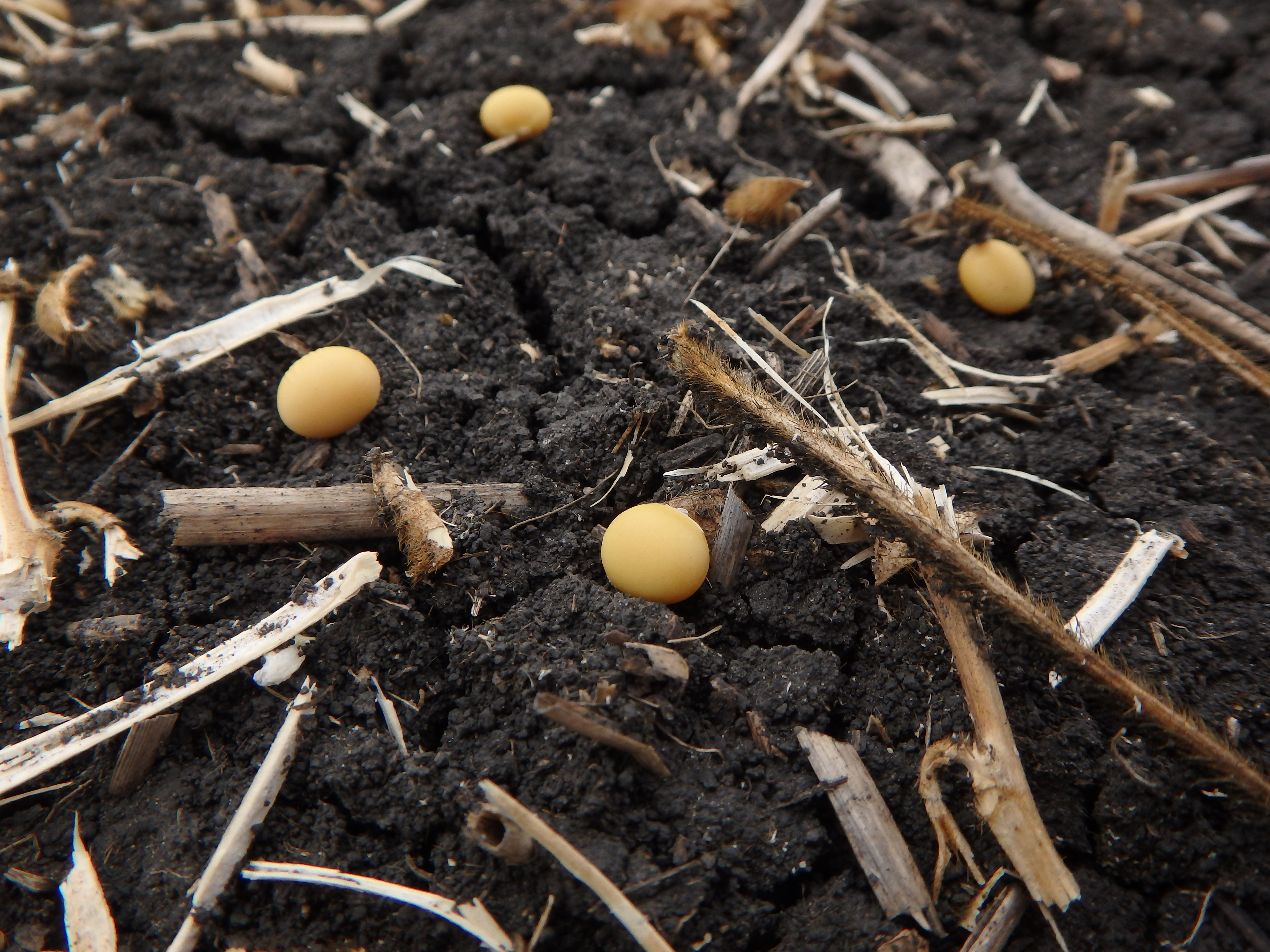 Preventing Soybean Harvest Loss