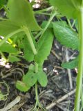 Mycosphaerella blight early symptoms showing up on lower leaves on June 28, 2020.