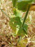 Mycosphaerella blight lesions on pea leaves at R6 near Roblin on July 31.