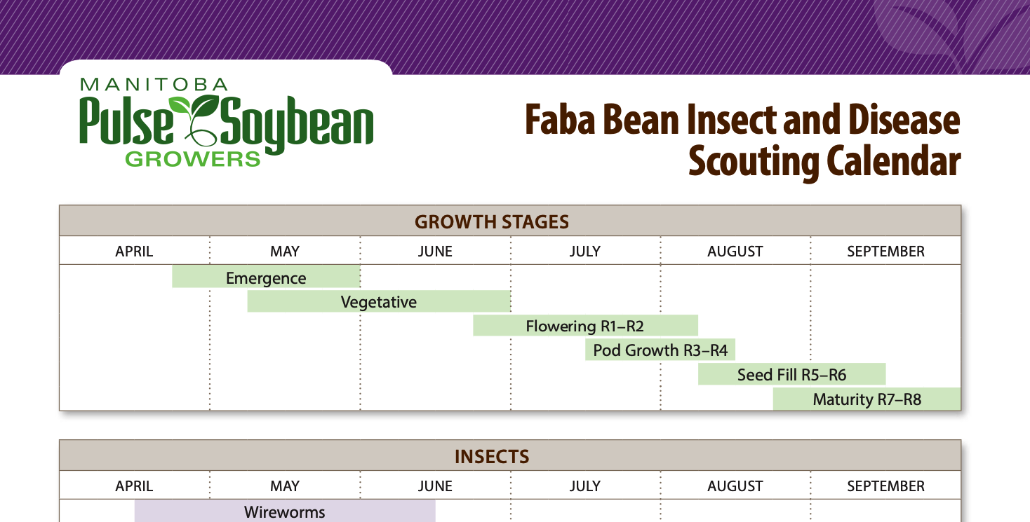 Faba Bean Insect and Disease Scouting Calendar
