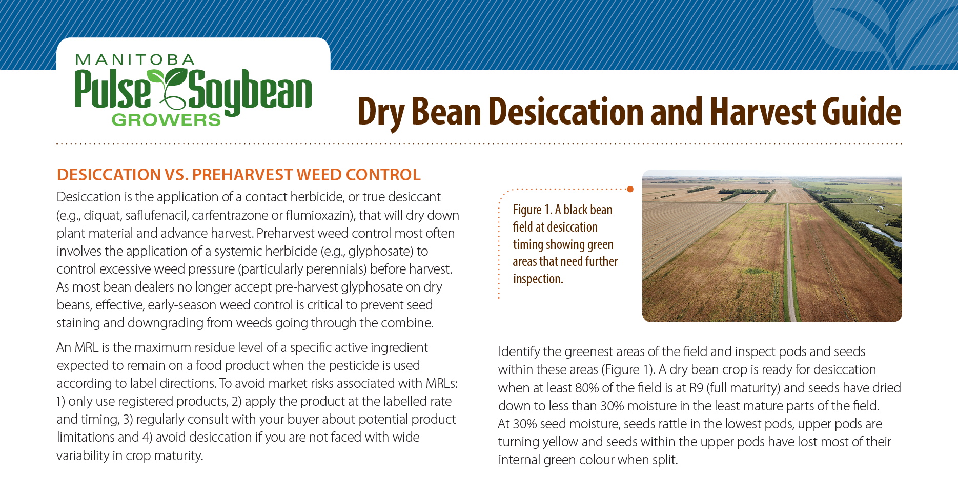 Dry Bean Desiccation and Harvest Guide
