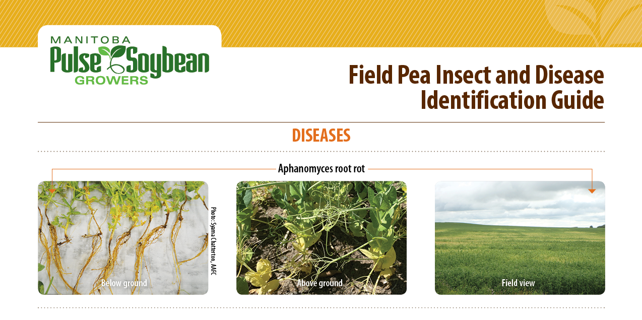 Field Pea Insect and Disease Identification Guide