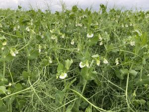 Peas at full bloom (R2.5) on June 28.