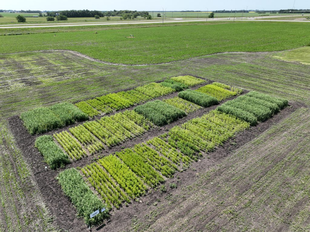 lupin variety trial