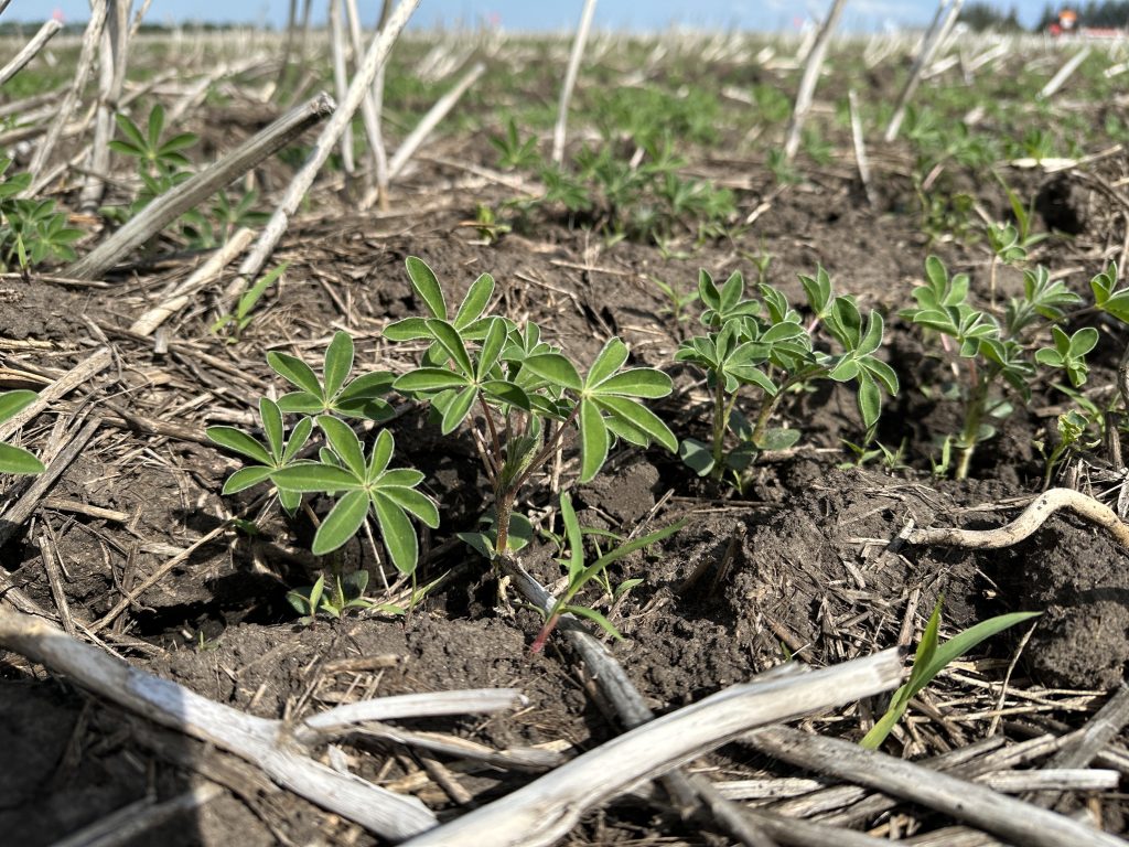 Lupin seedlings