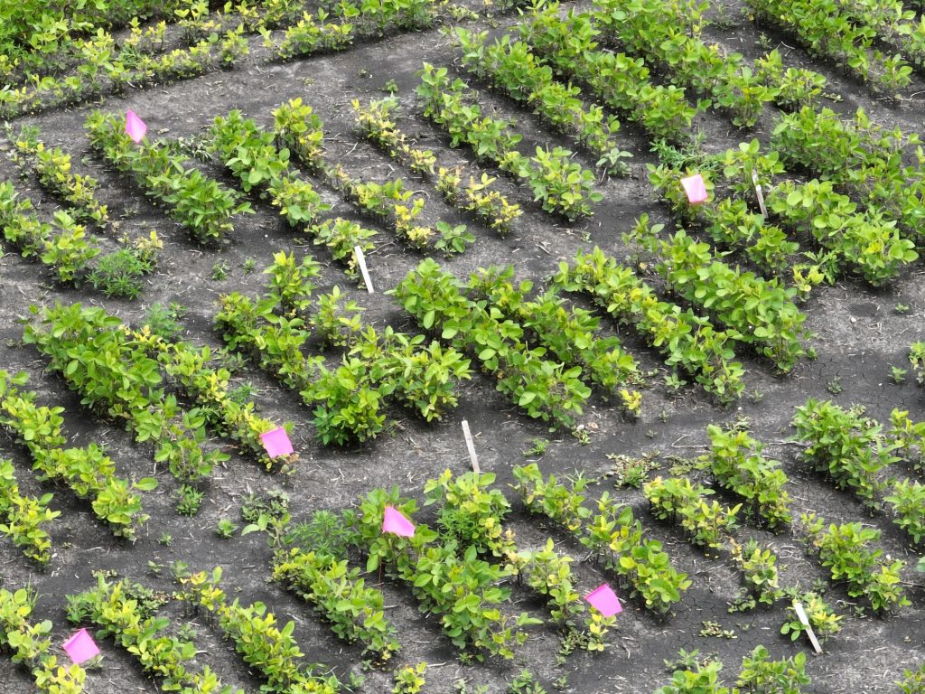 Soybean trials